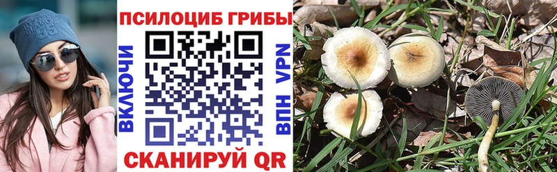 цены   Северобайкальск  Псилоцибиновые грибы Psilocybine cubensis 